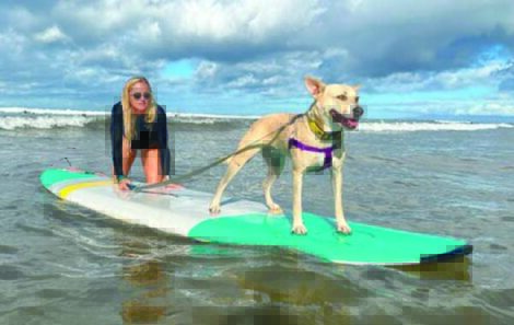 Dog foster homes urgently needed